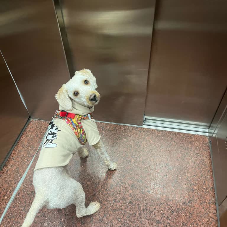 Küçük Dostlarımızla Alışveriş Merkezlerinde Karşılaştığımız Zorluklar