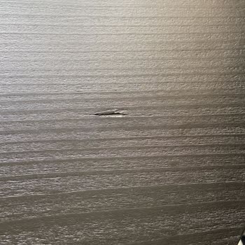 Yanlış Renk Ve Hasarlı Masa Teslimatı Kabusu