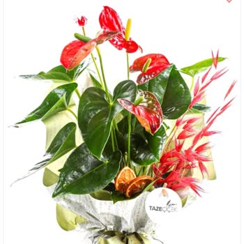 Taze Çiçek | Tazecicek.com Hayal Kırıklığı: Görsel Yanıltmacası