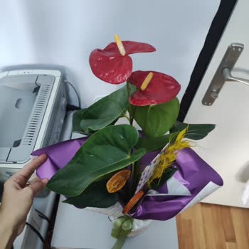 Taze Çiçek | Tazecicek.com Hayal Kırıklığı: Görsel Yanıltmacası