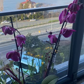 Çiçek Sepeti'nden Gelen Hayal Kırıklığı: Soluk Orkideler Ve Çürümüş Kökler