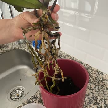 Çiçek Sepeti'nden Gelen Hayal Kırıklığı: Soluk Orkideler Ve Çürümüş Kökler