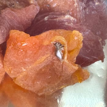 Ravza Hurma Ürünlerin İçinden Çıkan Böcek