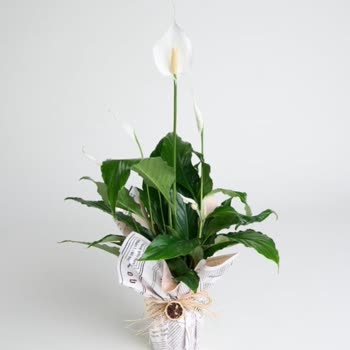 Çiçeksepeti'nden Gelen Hayal Kırıklığı: Görkemli Çiçek Yerine Solgun Yapraklar