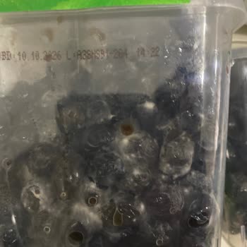 Tukaş Siyah Zeytin Ambalajında Küflenme Sorunu