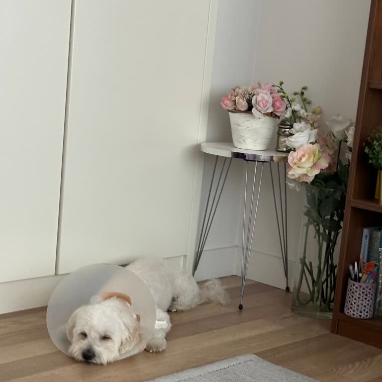 Köpek Tıraşı Sonrası Ciddi Tahriş Sorunu