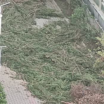 Belediyenin Ağaç Budama Hizmeti Hayal Kırıklığı Yarattı