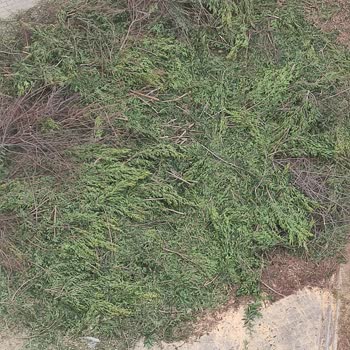 Belediyenin Ağaç Budama Hizmeti Hayal Kırıklığı Yarattı