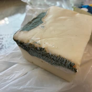 Tarihi Geçmemiş Torku Kaşar Peynirinde Küf Sorunu