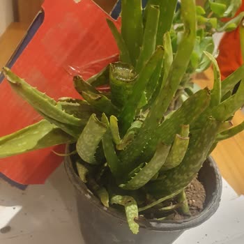 Beklentileri Karşılamayan Ürün Ve İlgisiz Müşteri Hizmetleri