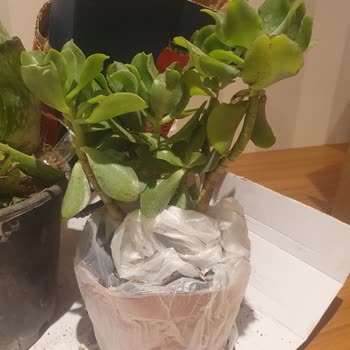 Beklentileri Karşılamayan Ürün Ve İlgisiz Müşteri Hizmetleri