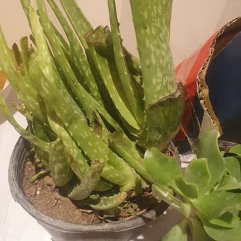 Beklentileri Karşılamayan Ürün Ve İlgisiz Müşteri Hizmetleri