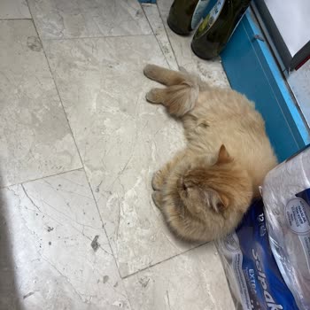 Acil Durumda Yetersiz Hizmet Ve Gecikme