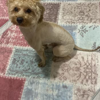 New Veteriner Kliniği (Sefaköy) Yaşanan Olumsuz Deneyim