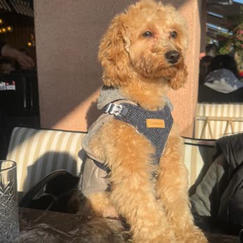 New Veteriner Kliniği (Sefaköy) Yaşanan Olumsuz Deneyim