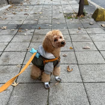 Veteriner Kliniğinde Mağduriyet Ve Saygısızlık