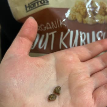 Harras Organik Dut Kurusunda Taş Parçaları: Diş Kırma Tehlikesi