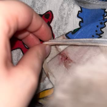 Galaksi Pet Ve Kuş Veteriner Kliniği Veterinerde İletişim Eksikliği Ve Zorlaşan Ameliyat Süreci