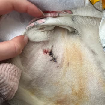 Galaksi Pet Ve Kuş Veteriner Kliniği Veterinerde İletişim Eksikliği Ve Zorlaşan Ameliyat Süreci