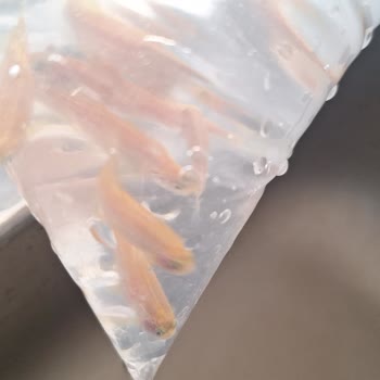 Canlıpetshop Yanlış Ve Bozulmuş Balık Gönderimi