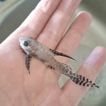 Canlıpetshop Yanlış Ve Bozulmuş Balık Gönderimi