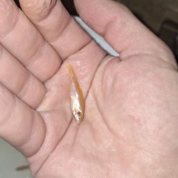 Canlıpetshop Yanlış Ve Bozulmuş Balık Gönderimi