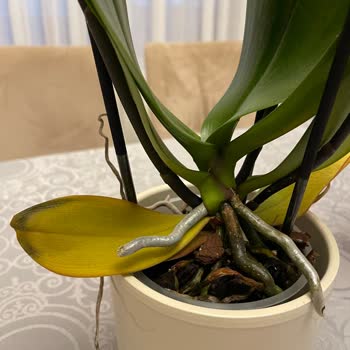 Çiçek Sepeti'nden Hayal Kırıklığı: Solmuş Orkide Şoku