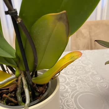 Çiçek Sepeti'nden Hayal Kırıklığı: Solmuş Orkide Şoku