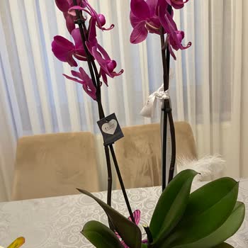 Çiçek Sepeti'nden Hayal Kırıklığı: Solmuş Orkide Şoku