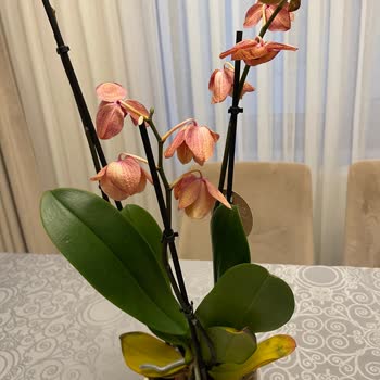 Çiçek Sepeti'nden Hayal Kırıklığı: Solmuş Orkide Şoku