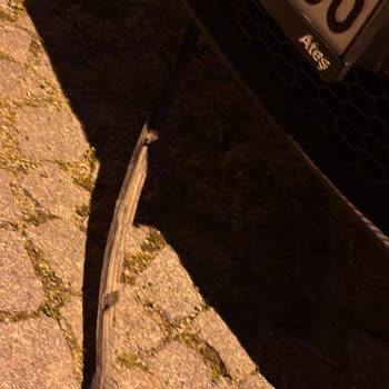 Sokak Köpeklerinin Tehlikesi Ve Maddi Zarar