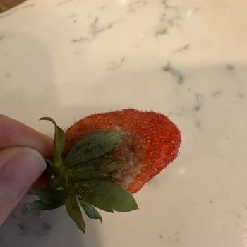 Organik Meyvelerde Hayal Kırıklığı: Mandalina Ve Çilek Sorunları