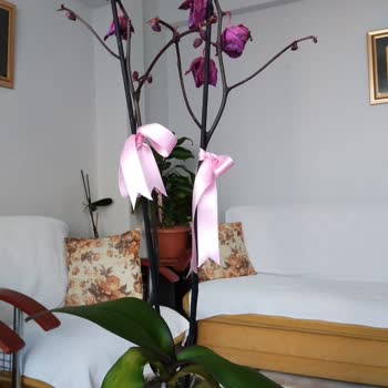 Çiçek Sepeti'nden Gelen Solmuş Çiçek Ve Yetersiz Çözüm