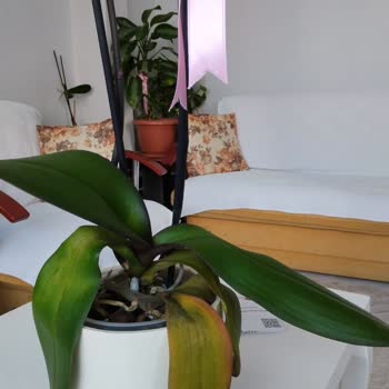 Çiçek Sepeti'nden Gelen Solmuş Çiçek Ve Yetersiz Çözüm