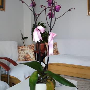 Çiçek Sepeti'nden Gelen Solmuş Çiçek Ve Yetersiz Çözüm