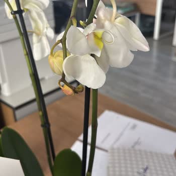 Ölü Orkide Teslimatı Ve Çözüm Süreci Sorunu