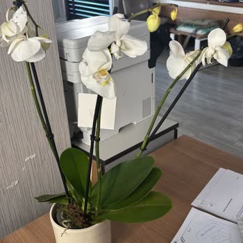 Ölü Orkide Teslimatı Ve Çözüm Süreci Sorunu