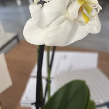 Ölü Orkide Teslimatı Ve Çözüm Süreci Sorunu