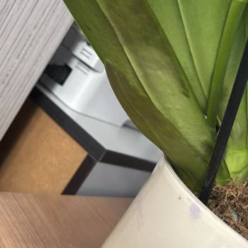 Ölü Orkide Teslimatı Ve Çözüm Süreci Sorunu