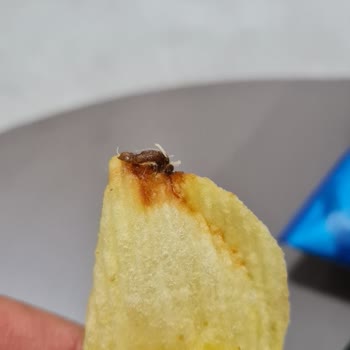 Cips Paketinde Kurt Şoku Ve Firma Duyarsızlığı