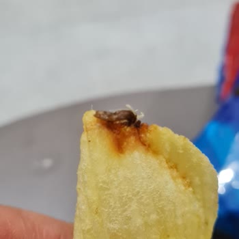 Cips Paketinde Kurt Şoku Ve Firma Duyarsızlığı