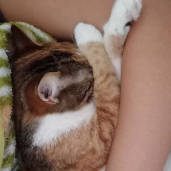 Vetlive Veteriner Kedime Yanlış Kısırlaştırma Operasyonu Uyguladı