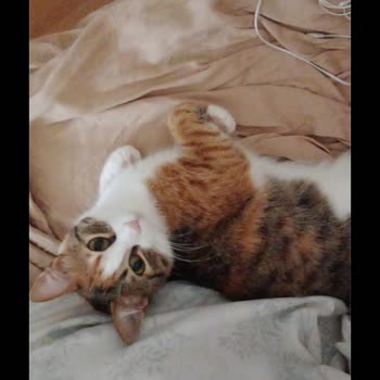 Vetlive Veteriner Kedime Yanlış Kısırlaştırma Operasyonu Uyguladı