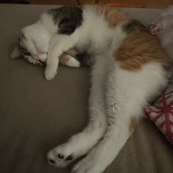 Vetlive Veteriner Kedime Yanlış Kısırlaştırma Operasyonu Uyguladı