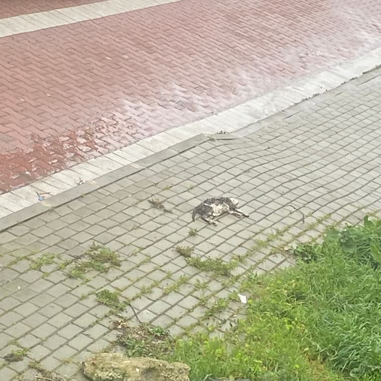 Başıboş Köpeklerin Tehlikesi Ve Acil Müdahale Talebi