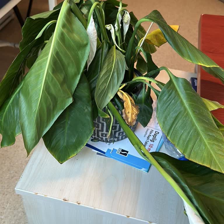 Gönderilen Saksı Çiçeği Ertesi Gün Soldu