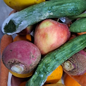 Siemens Buzdolabı Hayal Kırıklığı: Meyve Ve Sebzeler Hemen Çürüyor