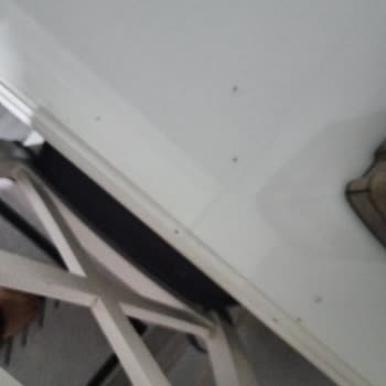 Detan Karınca Yemi Beklentileri Karşılamadı