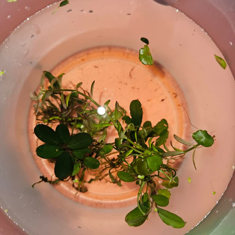 Akvaryumbitkicim.com Görsellerle Uyuşmayan Ürünler Hayal Kırıklığı Yarattı