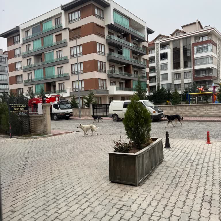 Mahallemizdeki Başıboş Köpek Sorunu